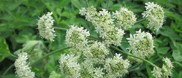 De berenklauw oogt onschuldig, maar kan flinke wonden veroorzaken De berenklauw kan flinke blaren en brandwonden veroorzaken