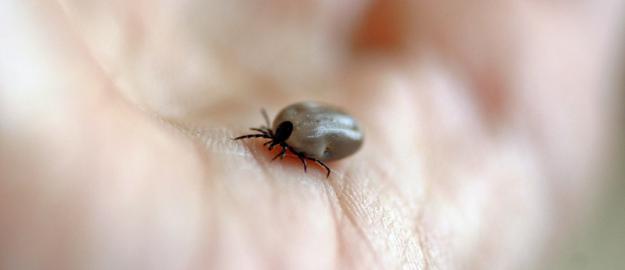 Een volgezogen teek kan de ziekte van Lyme verspreiden
